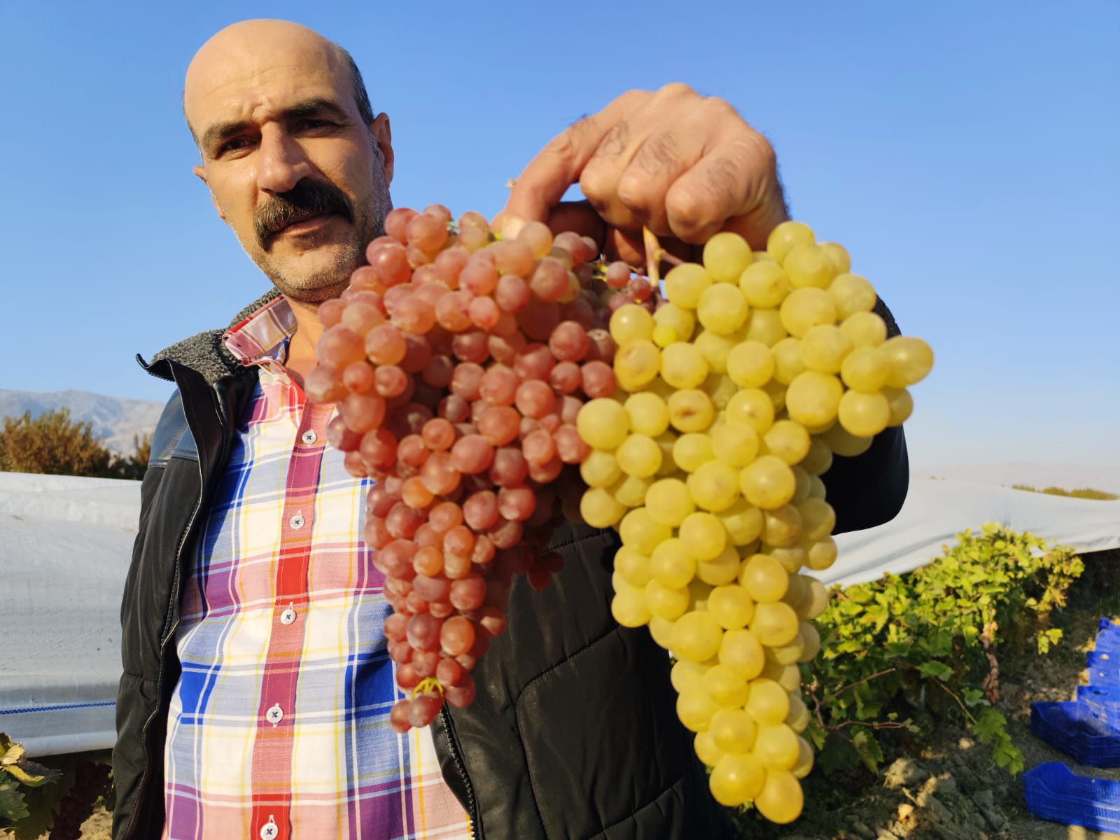 Elazığ o üründe Malatya'yı rakip bile tanımıyor